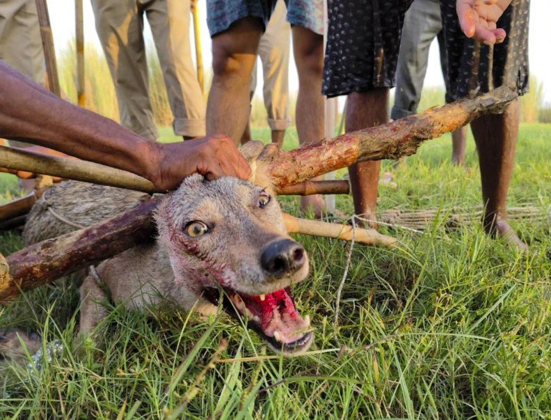 Bahraich Wolf Attack