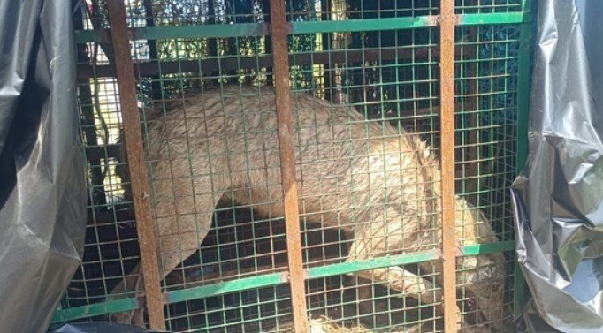 Bahraich Wolf Attack