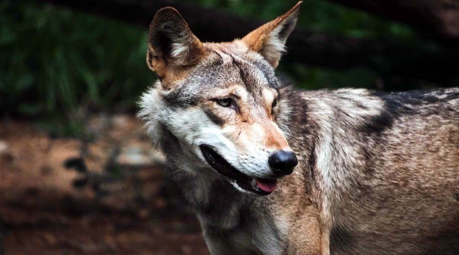 Bahraich Wolf Attack